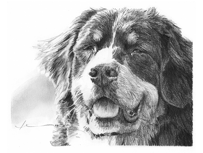 710x536 Bernese Mountain Dog Drawing - Bernese Mountain Dog Drawing