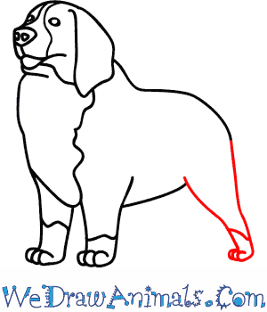 300x350 How To Draw A Bernese Mountain Dog - Bernese Mountain Dog Drawing