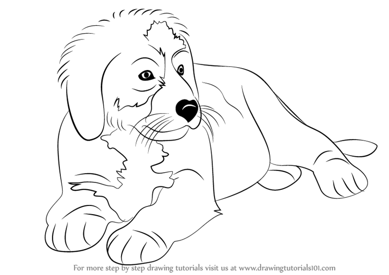 800x565 Learn How To Draw A Bernese Mountain Dog - Bernese Mountain Dog Drawing