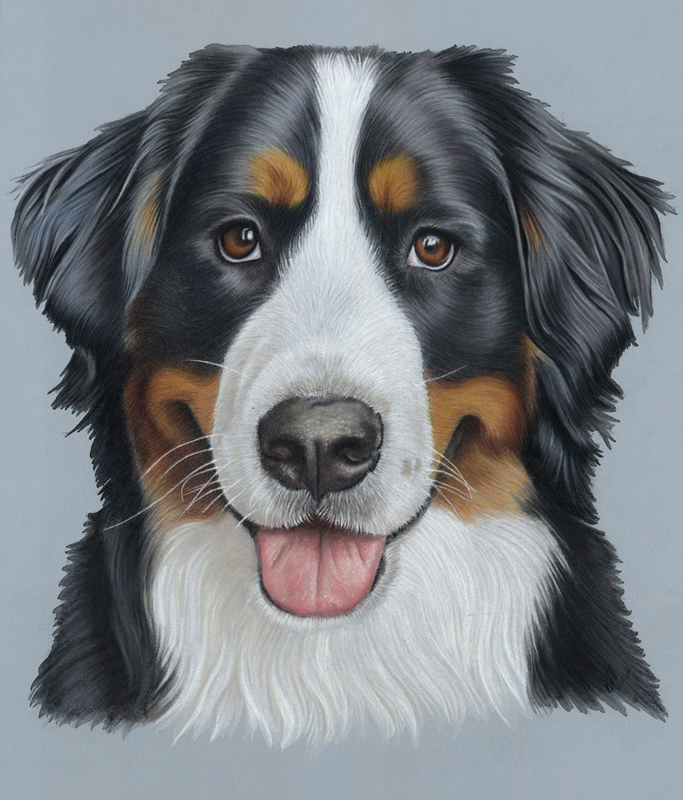 683x800 Pet Portraits Animal Art - Bernese Mountain Dog Drawing