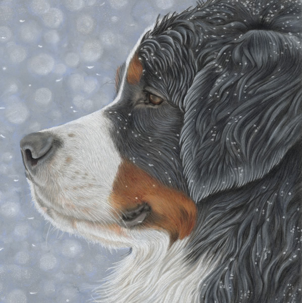598x599 Pet Portraits Animal Art - Bernese Mountain Dog Drawing