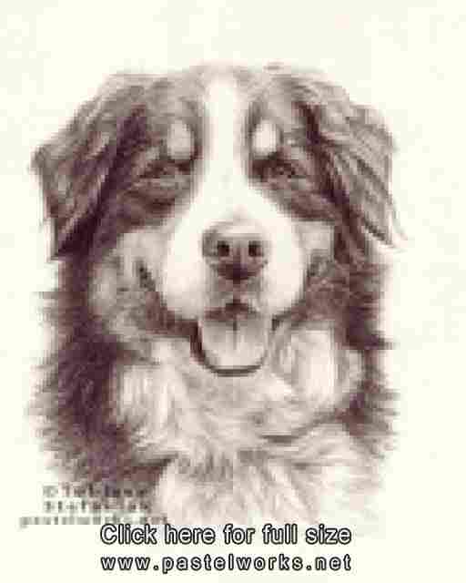 512x640 Tag Bernese Mountain Dog Pet Portraits Animal Art - Bernese Mountain Dog Drawing