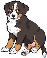 201x250 Bernese Mountain Dog Drawing - Bernese Mountain Dog Drawing