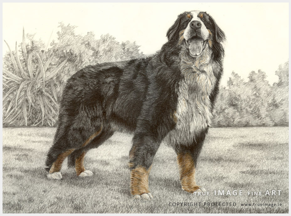 928x687 How To Draw Bernese Mountain Dog - Bernese Mountain Dog Drawing