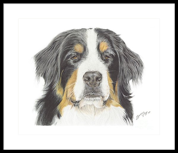 Bernese Mountain Dog Drawing at PaintingValley.com | Explore collection ...