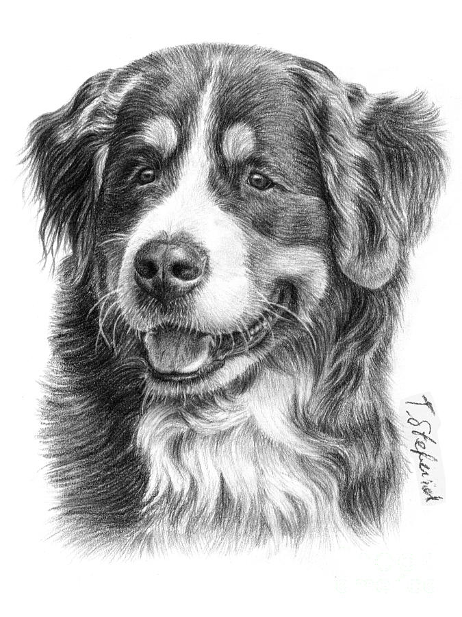 675x900 Bernese Mountain Dog Drawing - Bernese Mountain Dog Drawing