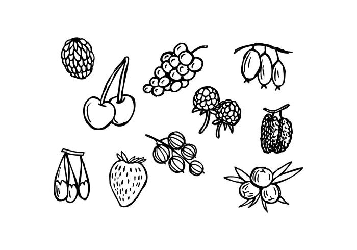 700x490 free berries hand drawn icon vector - Berries Drawing