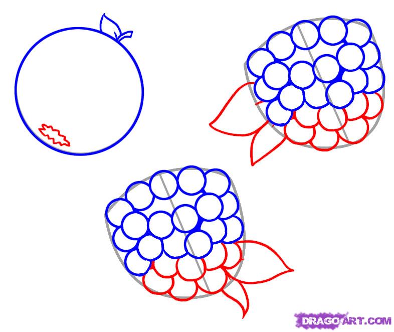 786x662 how to draw berries, step - Berries Drawing