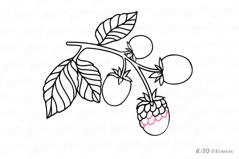 768x512 how to draw a blackberry step - Berries Drawing