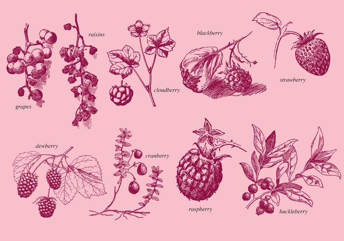 700x490 old style drawing berries - Berries Drawing