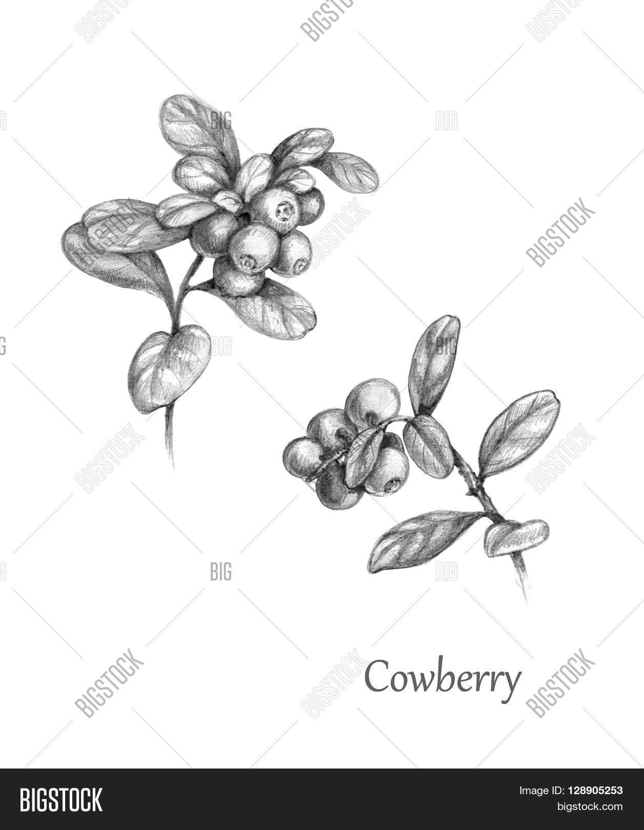 1256x1620 berry drawing basic for free download - Berries Drawing
