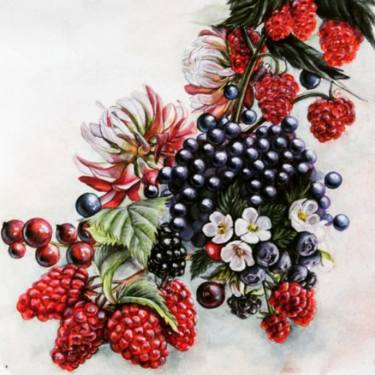 375x375 berries drawing - Berries Drawing