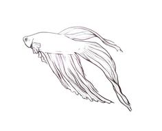 Beta Fish Drawing