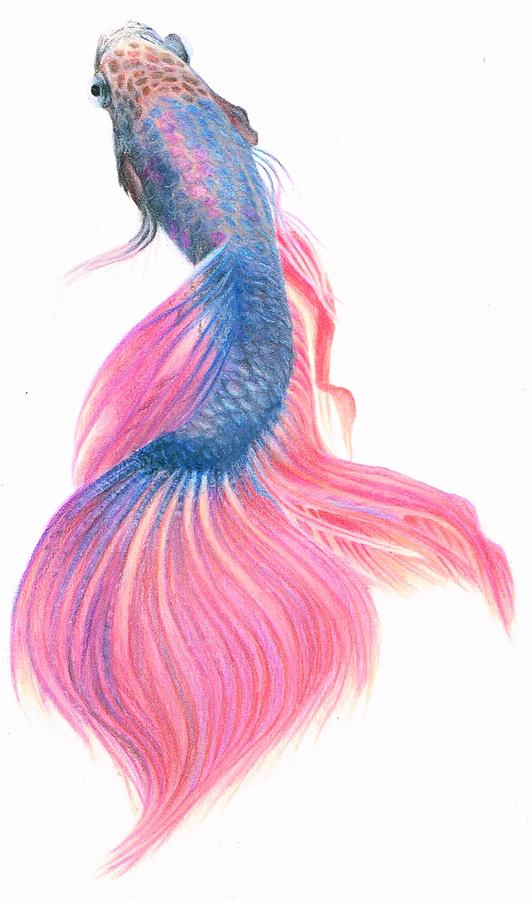 532x900 betta fish drawing - Beta Fish Drawing