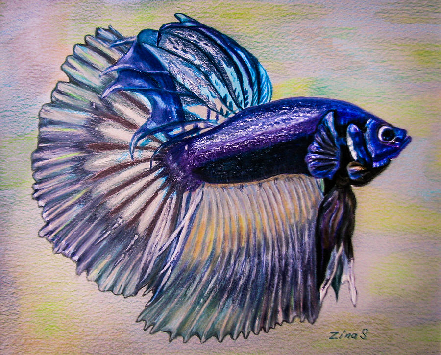 Beta Fish Drawing at Explore collection of Beta