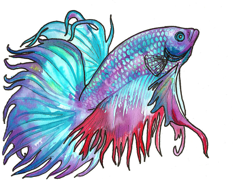 900x696 betta fish painting - Beta Fish Drawing