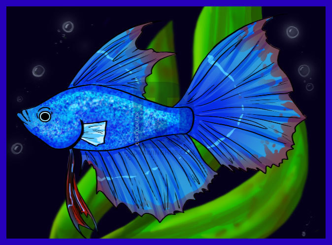 674x497 how to draw a betta, step - Beta Fish Drawing