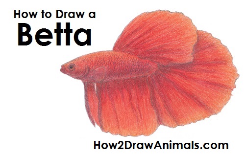 500x315 how to draw a betta fish - Beta Fish Drawing