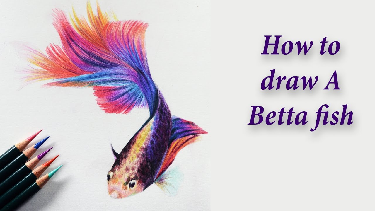 1280x720 how to draw a betta fish - Beta Fish Drawing