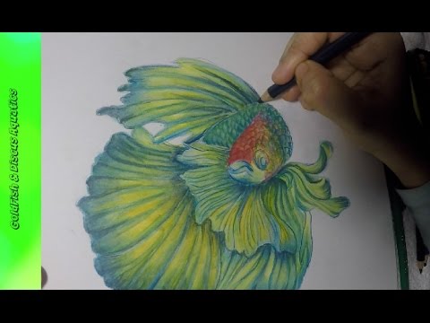 480x360 how to draw betta fish - Beta Fish Drawing