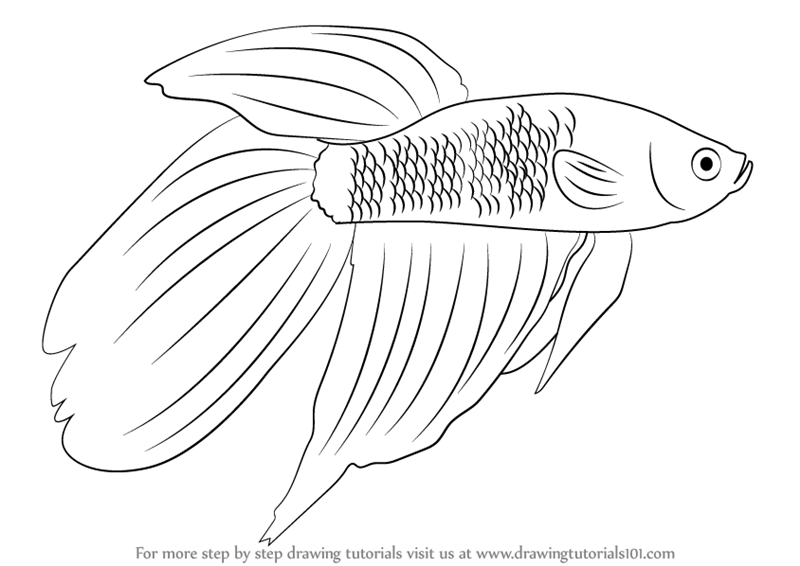 800x566 Learn How To Draw A Siamese Fighting Fish - Beta Fish Drawing