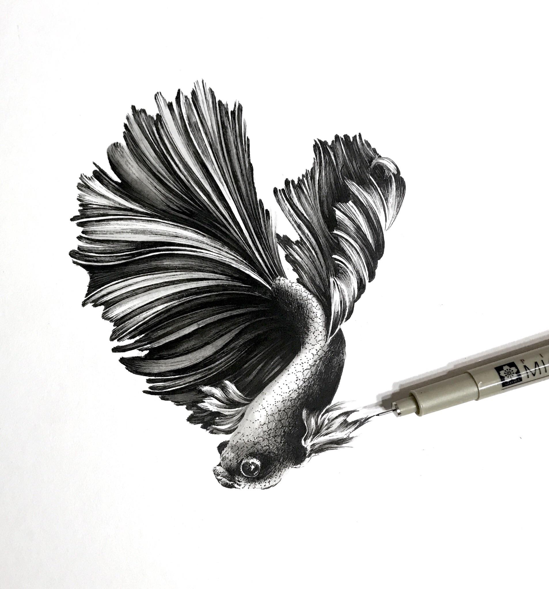 1907x2046 little coffee shop betta fish doodle drawing - Beta Fish Drawing