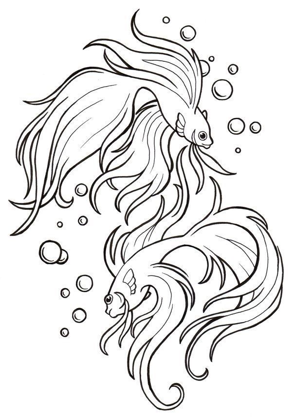 600x857 goldfish drawing betta fish for free download - Beta Fish Drawing