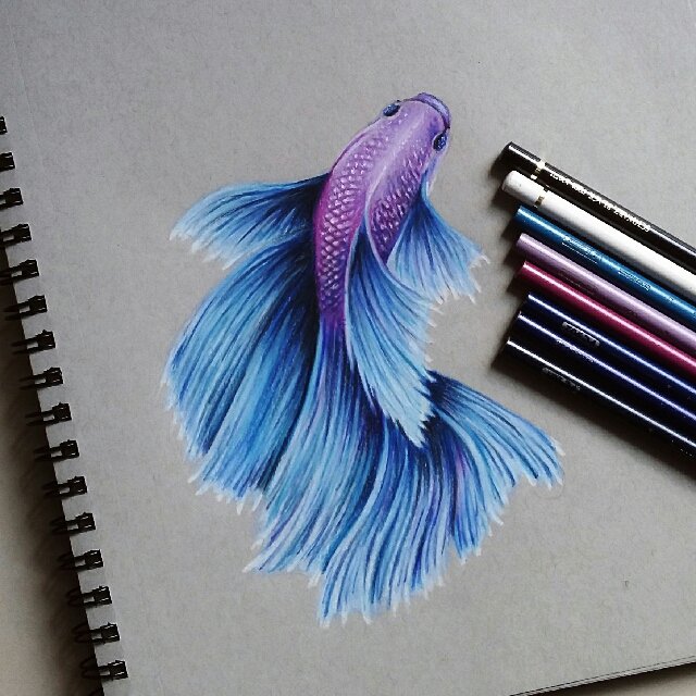 640x640 rosetail betta fish drawing, design craft, artwork on carousell - Beta Fish Drawing