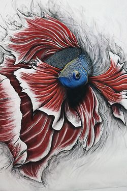 250x375 Betta Fish Drawing - Beta Fish Drawing