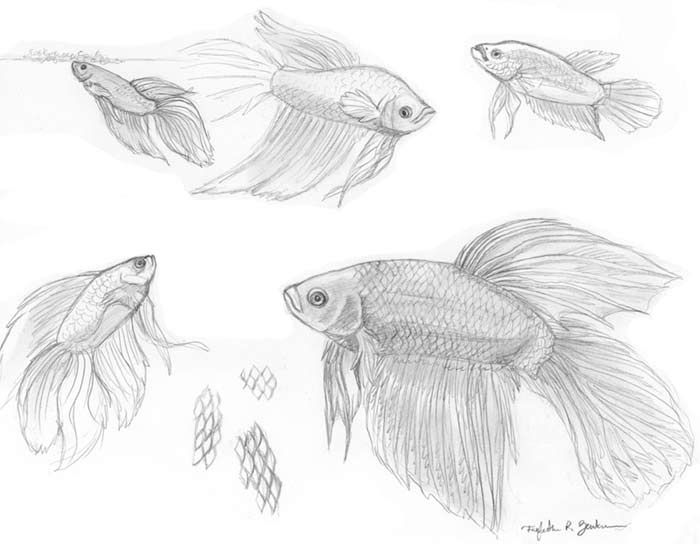 700x544 Betta Fish Drawing - Beta Fish Drawing