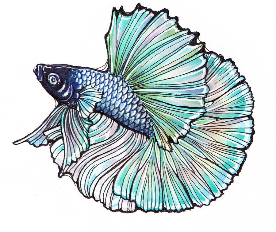 900x755 Commission For Karen Macauley Of One Of Her Bettas Fishie Fun - Beta Fish Drawing