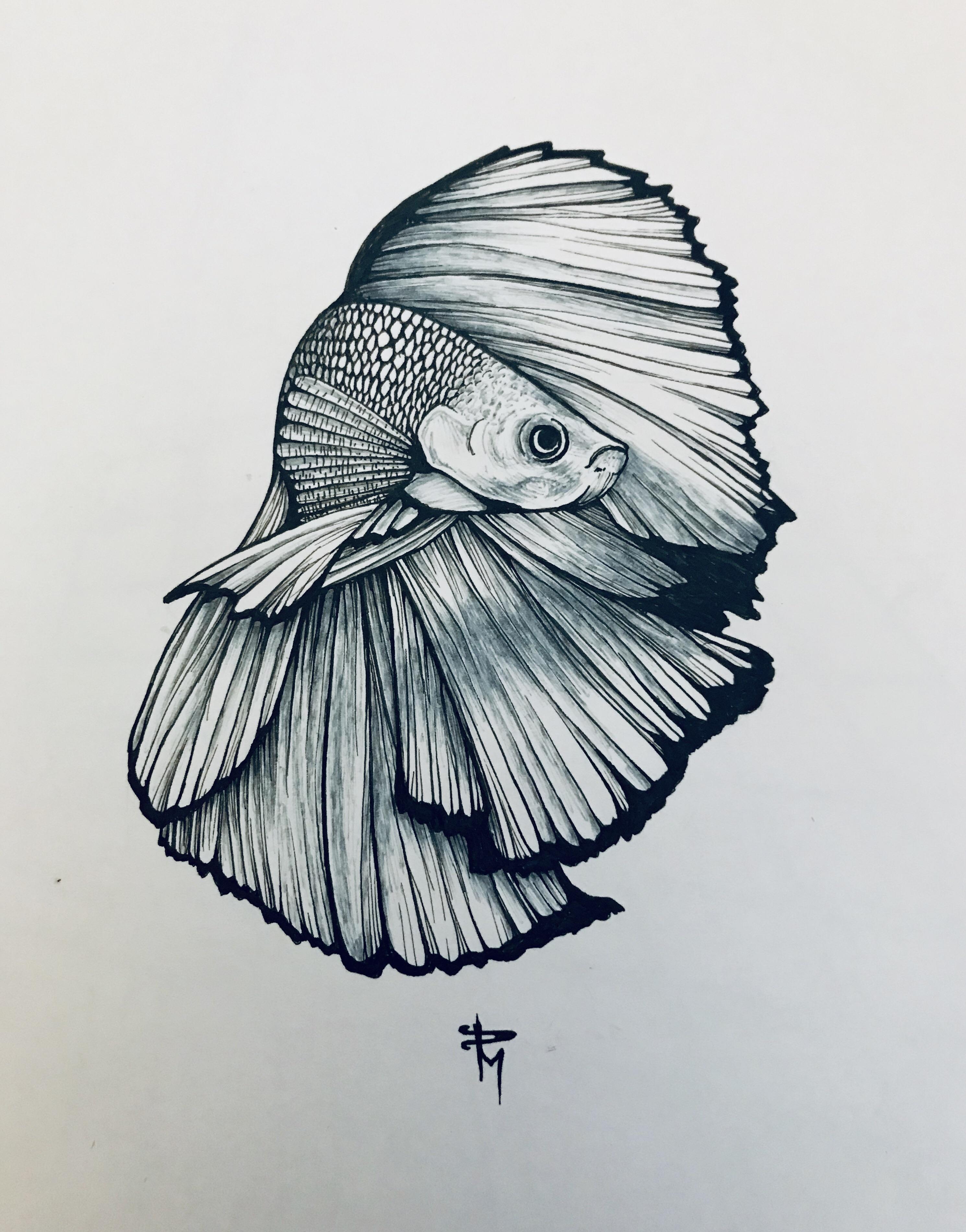 2980x3800 been enjoying drawing some amnimals i give you a beta fish - Beta Fish Drawing