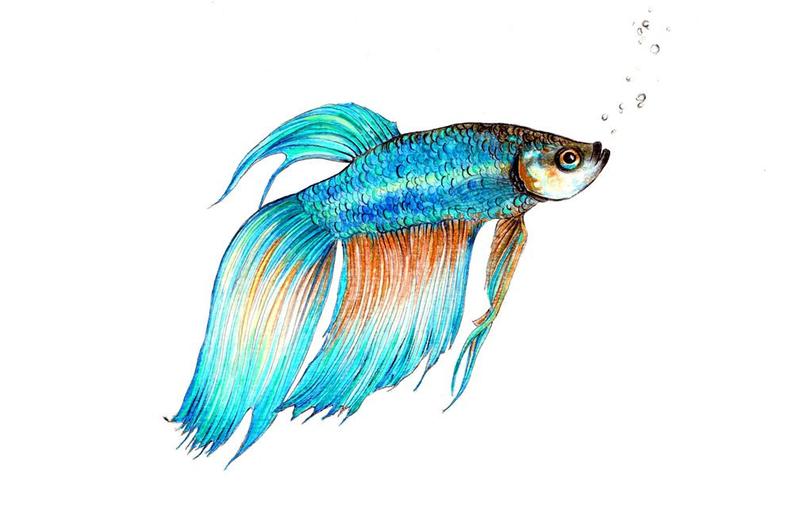 794x513 beta fish art print of an original drawing available etsy - Beta Fish Drawing