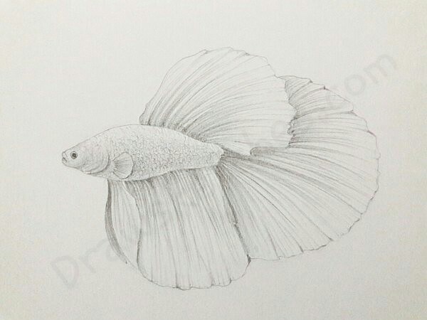 600x450 betta fish drawing photo drawing skill - Beta Fish Drawing