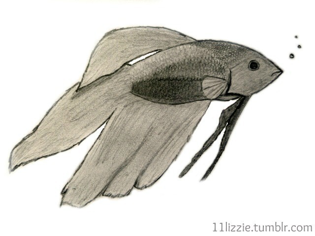640x480 betta fish drawing a piece of animal art drawing on cut out + keep - Betta Drawing