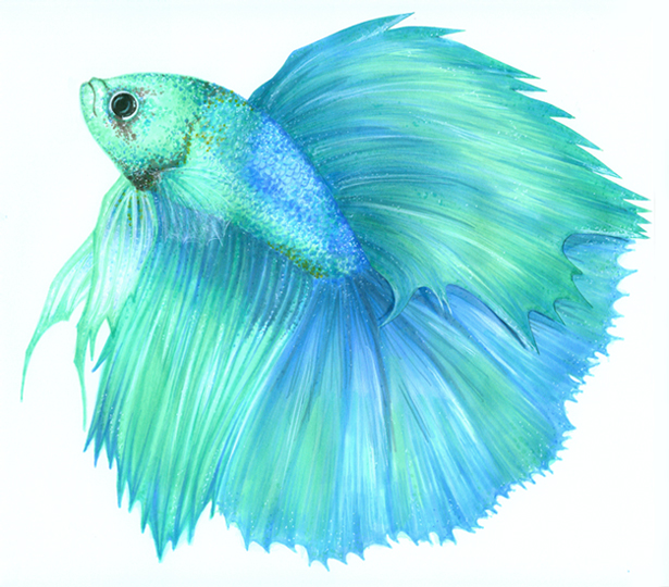 615x540 betta fish drawing - Betta Drawing