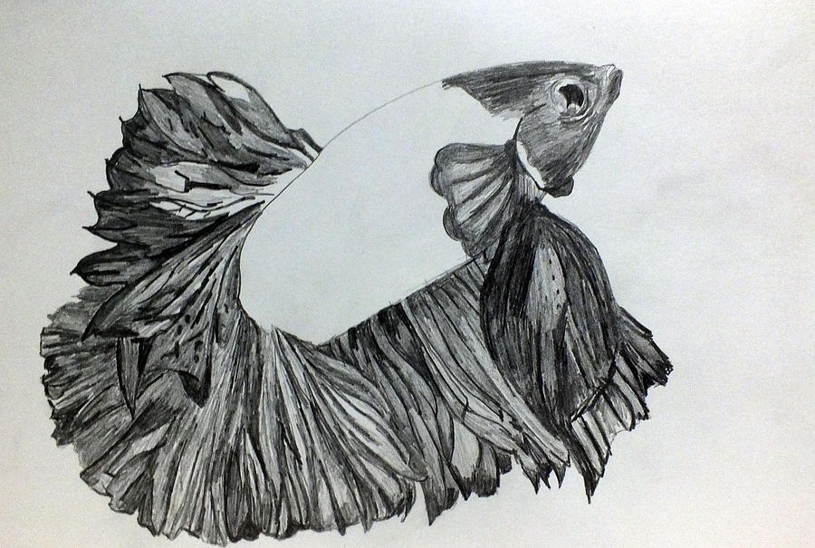 900x605 betta sketch drawing - Betta Drawing