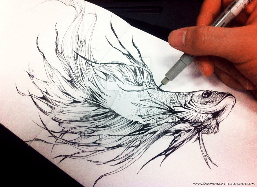 900x656 betta - Betta Drawing