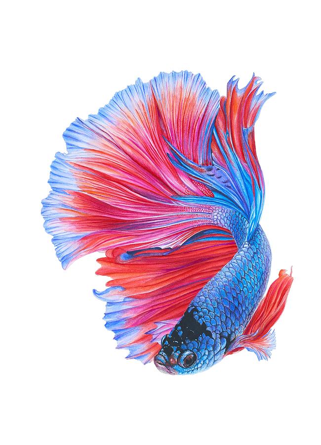 Betta Drawing at PaintingValley.com | Explore collection of Betta Drawing