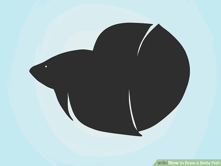 728x546 how to draw a betta fish steps - Betta Drawing