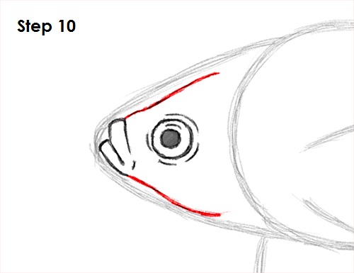 500x385 how to draw a betta fish - Betta Drawing