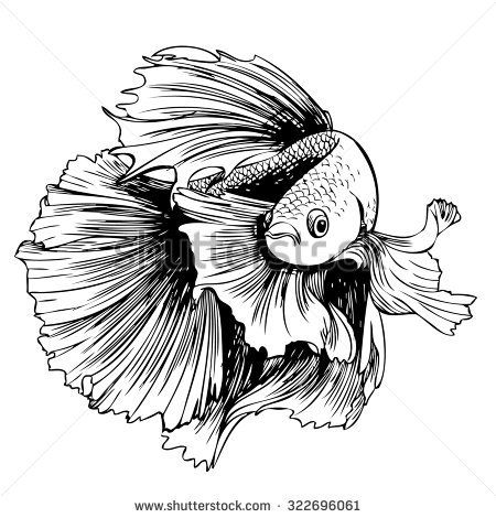 450x470 image result for betta fish drawing art pics fish drawings - Betta Drawing