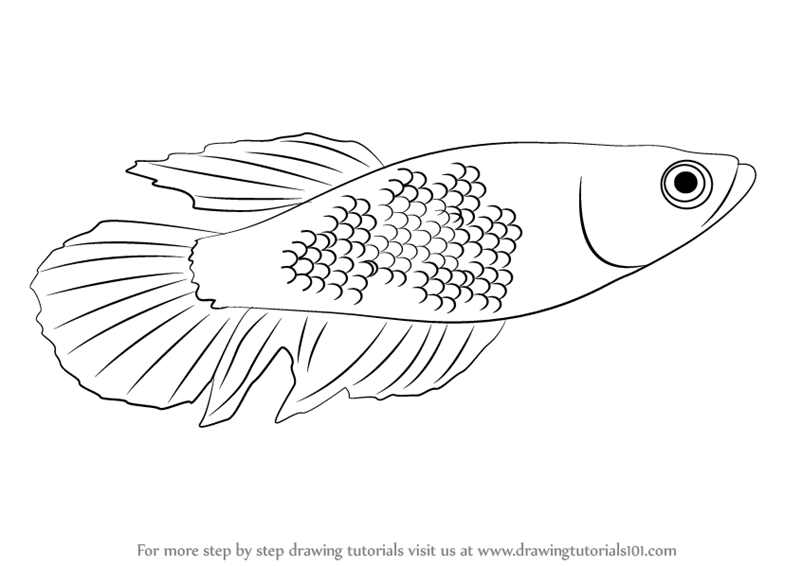 800x566 learn how to draw a betta - Betta Drawing