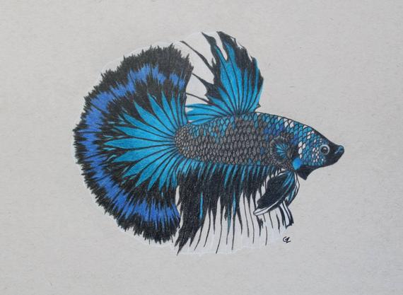 Betta Drawing at PaintingValley.com | Explore collection of Betta Drawing