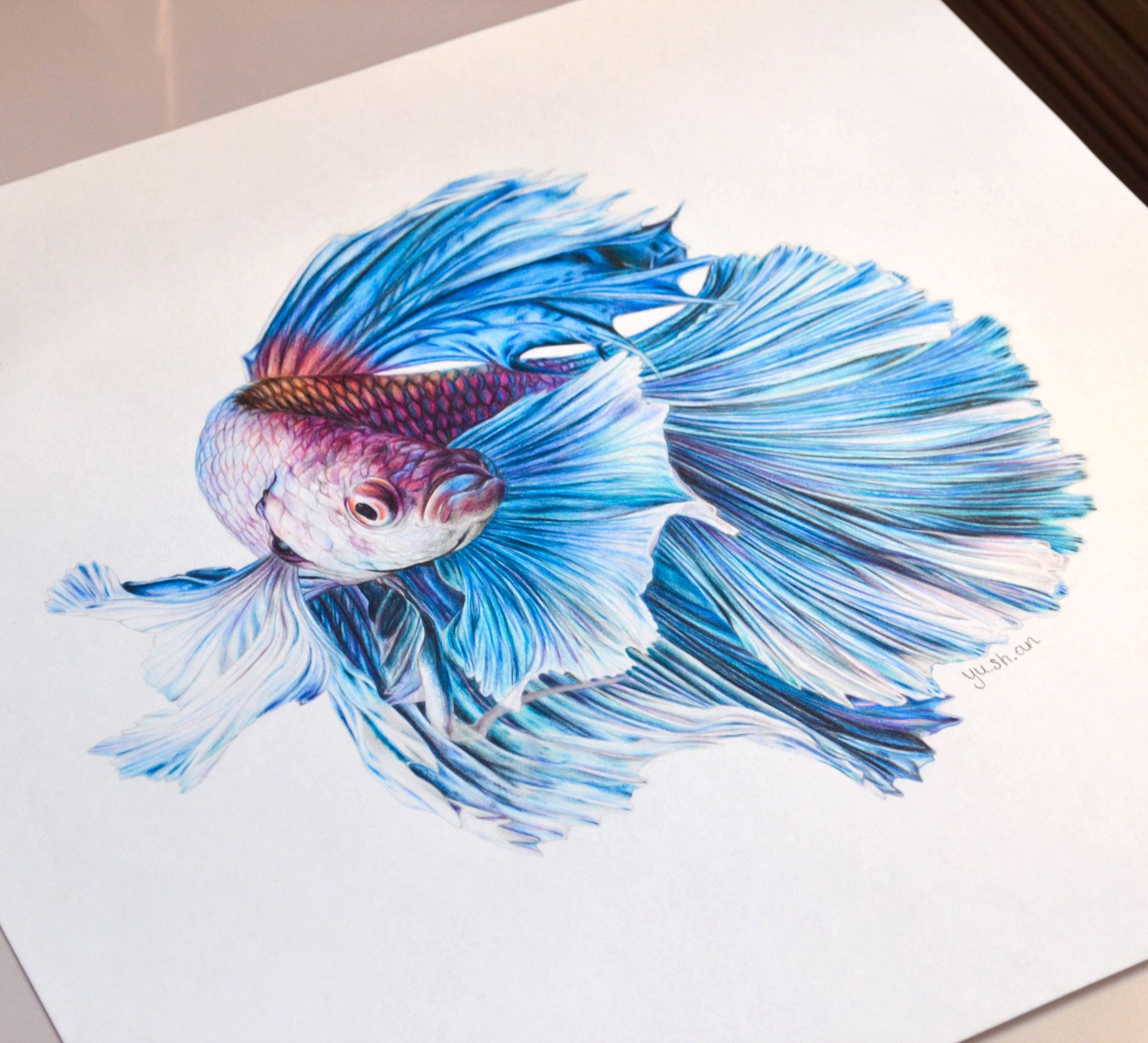 Betta Drawing at Explore collection of Betta Drawing