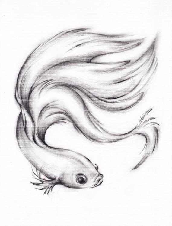 570x747 River Belle Original Charcoal Pencil Drawing Of A Etsy - Betta Drawing