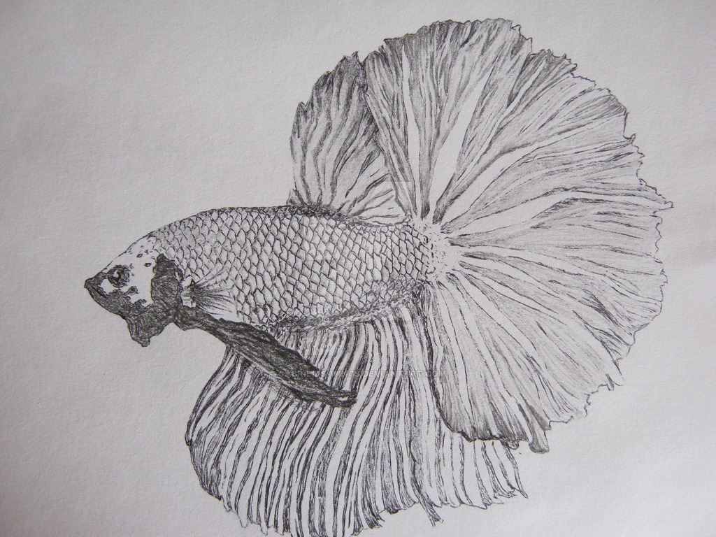 Betta Drawing at PaintingValley.com | Explore collection of Betta Drawing