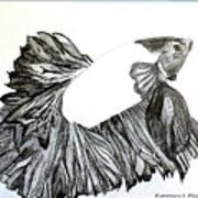 180x180 betta drawing drawing - Betta Drawing