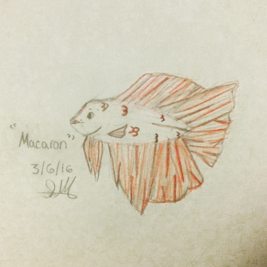 900x900 betta drawing of macaron my aquarium club - Betta Drawing
