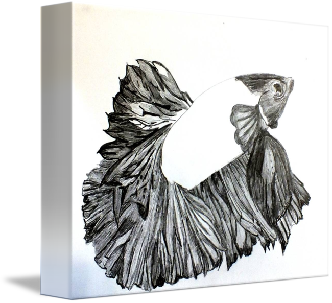 650x593 betta drawing - Betta Drawing